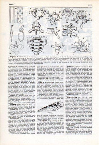 LAMINA V35917: Vertebras