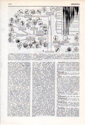 LAMINA V35942: Zoologia clasificacion del reino animal