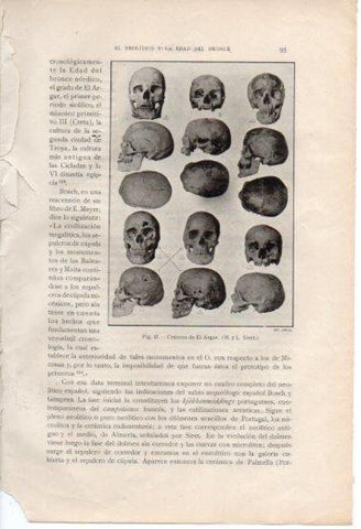 LAMINA V36981: Craneos de El Algar