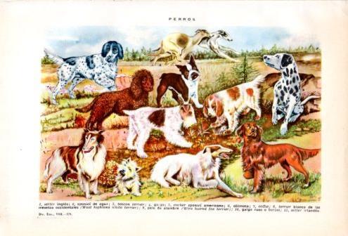 LAMINA V36933: Razas de perros