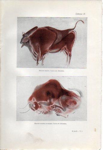 LAMINA V36958: Bisonte macho y hembra en Cueva de Altamira