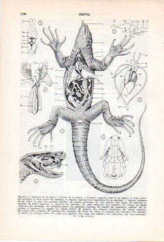 LAMINA V36927: Reptil