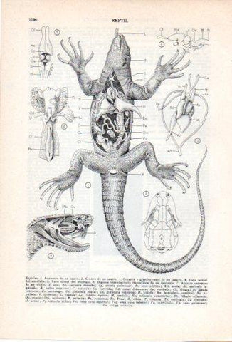 LAMINA V36927: Reptil