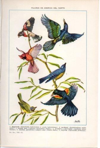 LAMINA V36769: Pajaros de America del Norte