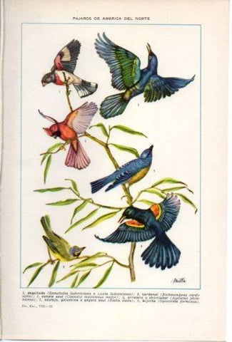 LAMINA V36769: Pajaros de America del Norte