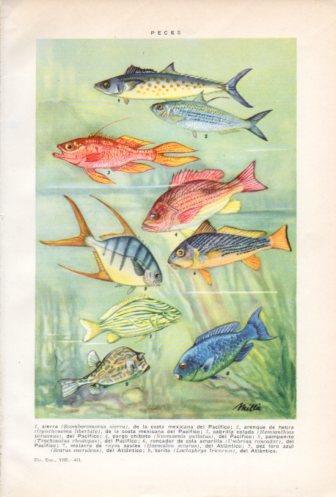 LAMINA V36766: Tipos de peces