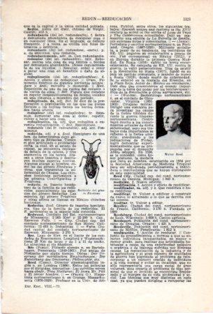 LAMINA V36850: Walter Reed y reduvido del genero Rhodnius