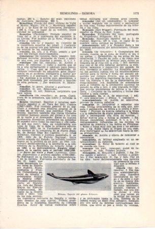 LAMINA V36867: Remora