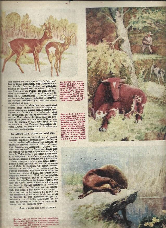LAMINA 35702: Dibujos de animales