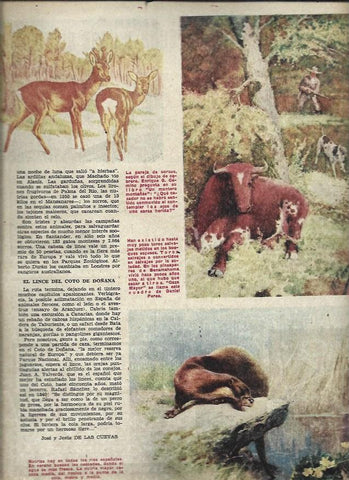 LAMINA 35702: Dibujos de animales