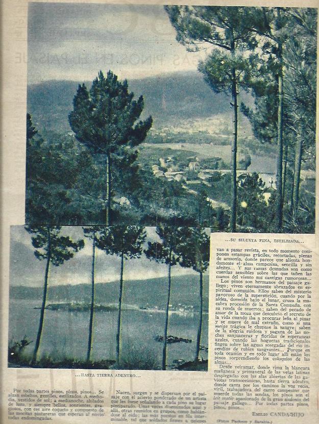 LAMINA 35740: Pinos en Galicia