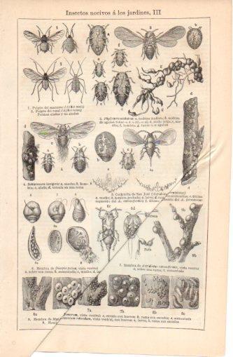 LAMINA V37399: Insectos nocivos a los jardines III