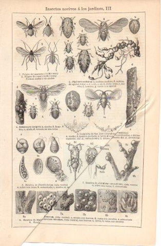 LAMINA V37399: Insectos nocivos a los jardines III