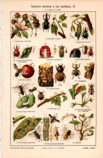LAMINA V37398: Insectos nocivos a los jardines II