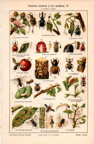 LAMINA V37398: Insectos nocivos a los jardines II