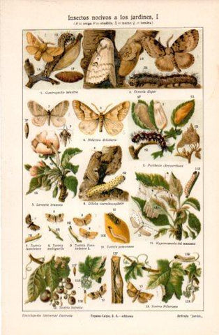 LAMINA V37397: Insectos nocivos a los jardines I