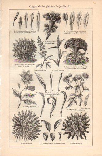 LAMINA V37395: Origen de las plantas de jardin II