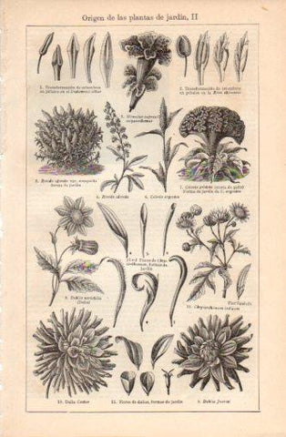 LAMINA V37395: Origen de las plantas de jardin II