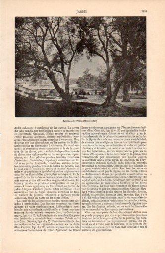 LAMINA V37394: Jardines del Prado en Montevideo