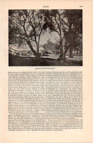 LAMINA V37394: Jardines del Prado en Montevideo