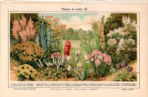 LAMINA V37392: Plantas de jardin III