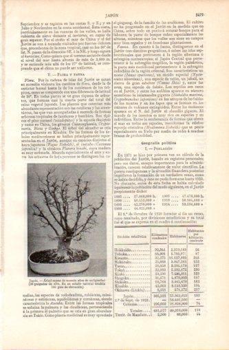 LAMINA V37364: Arbol enano del Japon de 60 años
