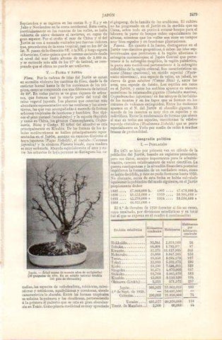 LAMINA V37364: Arbol enano del Japon de 60 años