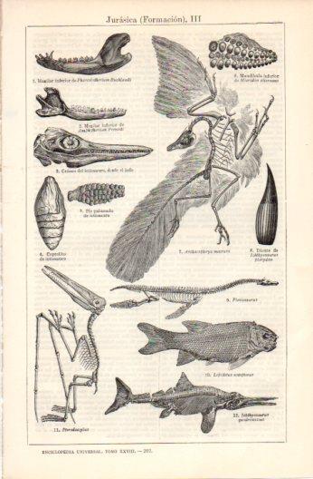LAMINA V37517: Formacion Jurasica III
