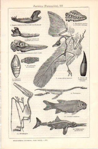 LAMINA V37517: Formacion Jurasica III