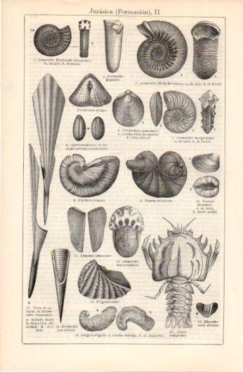 LAMINA V37516: Formacion Jurasica II