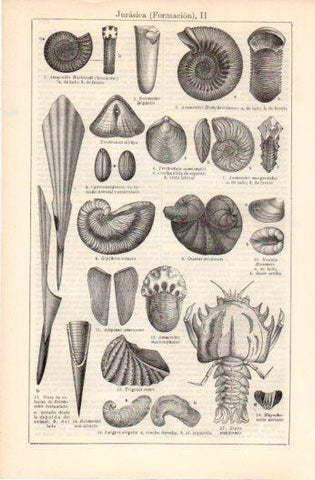 LAMINA V37516: Formacion Jurasica II