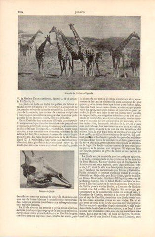 LAMINA V37452: Manada de jirafas en Uganda