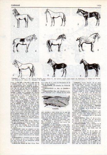 LAMINA V38130: Tipos de caballos