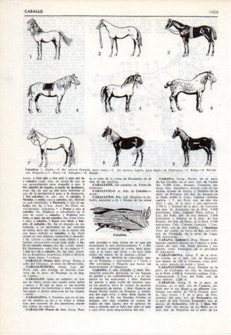 LAMINA V38130: Tipos de caballos