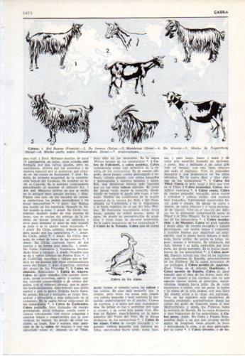LAMINA V38132: Tipos de cabras