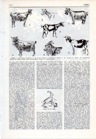 LAMINA V38132: Tipos de cabras
