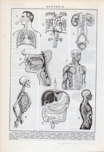 LAMINA V38215: Anatomia sistema respiratorio y circulatorio