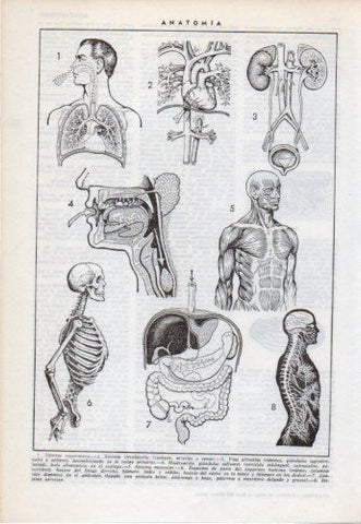 LAMINA V38215: Anatomia sistema respiratorio y circulatorio