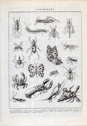 LAMINA V38232: Artropodos
