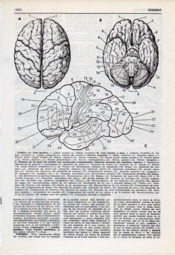 LAMINA V38177: Cerebro