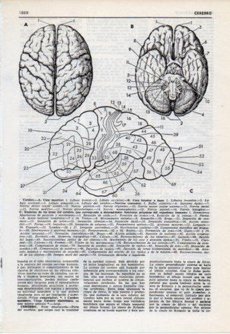 LAMINA V38177: Cerebro