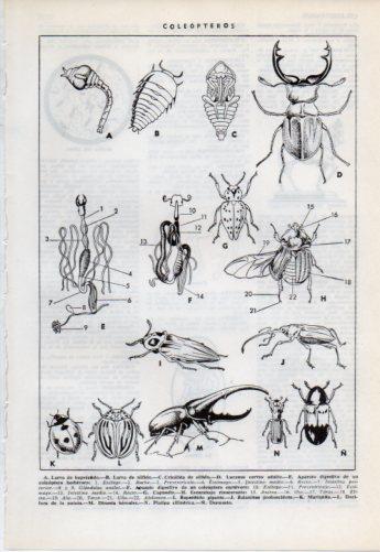 LAMINA V38190: Coleopteros