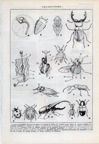 LAMINA V38190: Coleopteros