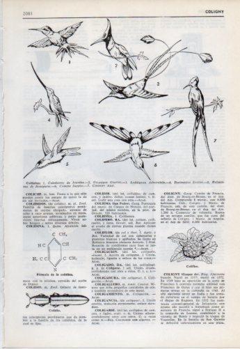 LAMINA V38191: Colibries 