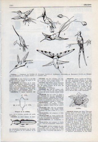 LAMINA V38191: Colibries 