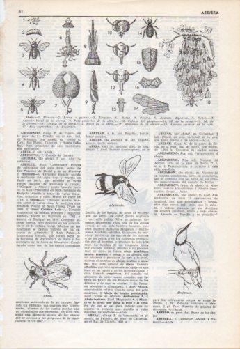 LAMINA V38196: Abeja, abejarron y abejaruco