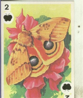 Cromo: Mriposas numero 8: polilla
