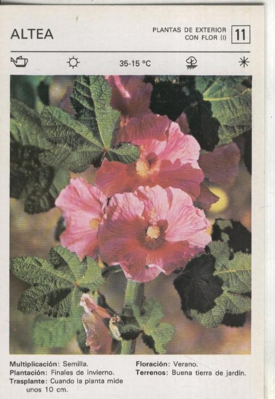 Postal-Ficha Jardineria plantas de exterior numero 11: Altea