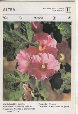 Postal-Ficha Jardineria plantas de exterior numero 11: Altea