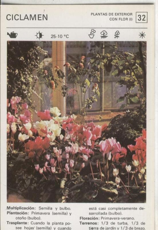 Postal-Ficha Jardineria plantas de exterior numero 32: Ciclamen